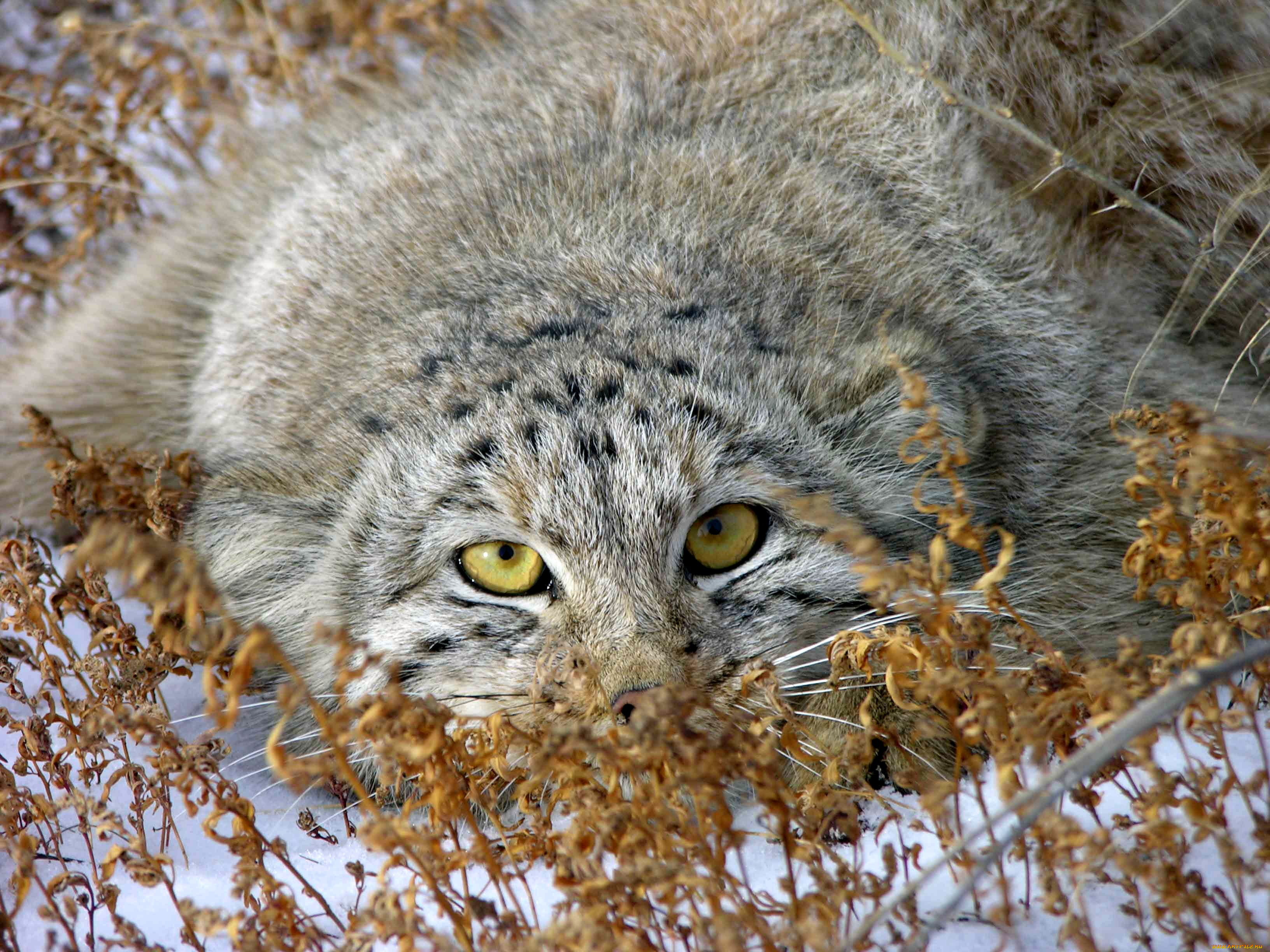 Большой дикий кот